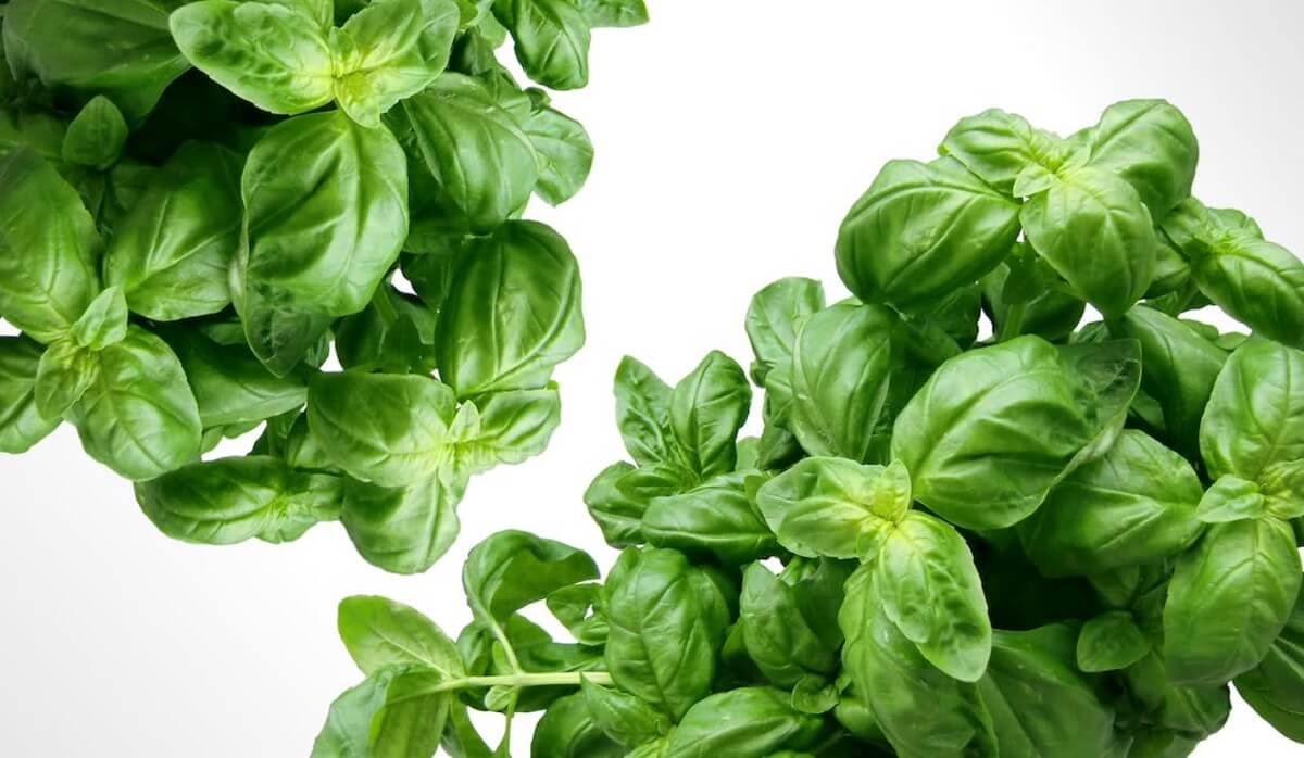 spersonalizowana dieta