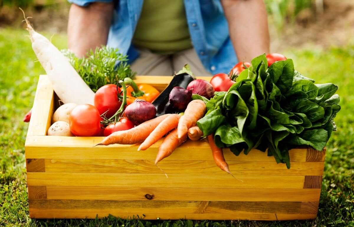 profesjonalne nasiona warzyw