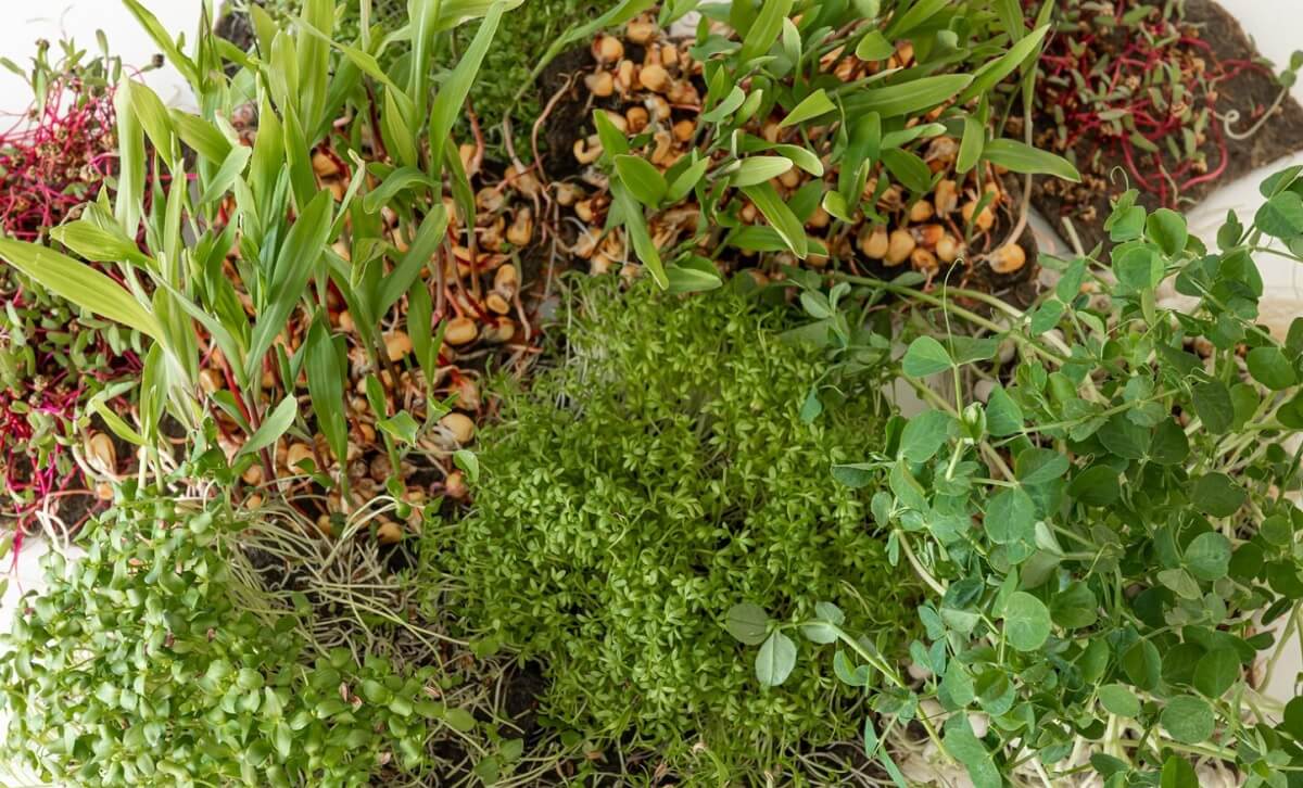 profesjonalne nasiona warzyw